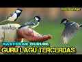 Download Lagu 🔴 SUARA GELATIK BATU GACOR DI ALAM LIAR+HARGA DI PASAR PASTY JOGJA