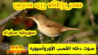 جديد  صوت دخلة القصب الأوروأسيوية                               دندنها