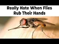 Bug Memes