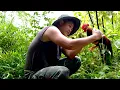 Download Lagu Trieu Kang Trapping Wild Chickens – Building a Purebred Flock in the Mountains
