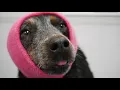 Don t mess with the Australian Cattle Dog