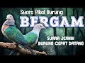 Download Lagu SUARA PIKAT BURUNG BERGAM / KUM-KUM / BERGAM HIJAU. SUARA SUPER JERNIH SEHINGGA BURUNG CEPAT DATANG