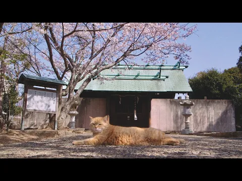 Trailer [Subtitled]