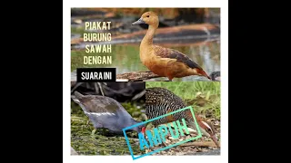pikat burung sawah dengan suara ini belibis burungmandar sintar