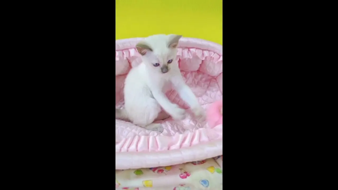 動画