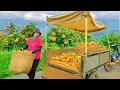 Download Lagu Harvest Crunchy Persimmon To Sell At The Market, Repair Chicken Coop, Plant More Vegetables