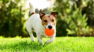 ¿Tu perro se come sus heces? Descubre por qué sucede