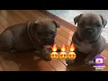 Exotic Bully Puppies 6 week old puppy update Chancho X Ko Kee Litter