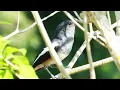 Download Lagu Lagu Burung Robin Magpie Oriental Betina: Melodi Langka Copsychus saularis