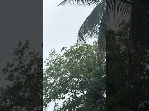 El que es perico donde quiera es liebre 🤣