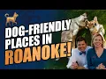 Dogs Just Wanna Have Fun The Ultimate Guide to Roanoke s Pet-Friendly Scene