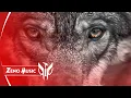 COCO ✘ Zeno Music - CAND CRESTI PRINTRE LUPI