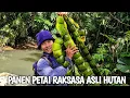 Download Lagu Panen petai super besar asli dari hutan dan memasak sayuran hasil alam | Kang kumang