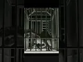 Download Lagu Meet the Indoraptor – Jurassic World’s Most Dangerous Predator | Fallen Kingdom Scene