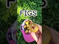 Download Lagu Delicious Figs #figs