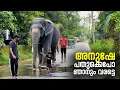 Download Lagu അനുഷേ പതുക്കെ പോ ഞാനും വരട്ടെ😳😳 I Kaveri Elephant Malappuram #aana #shorts #kaveri