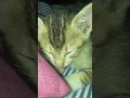 Download Lagu U ii a ii a😅 #cat #catfunny #catshorts #shortsfeed #shorts #foryou #fyp #fypシ゚ #foryoupage #cats