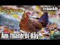Download Lagu Tiếng Gà Mái Rừng Kêu Chuẩn Để Kích Gọi Trống Mp3 | Thợ Săn