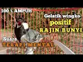 Download Lagu ampuh !!! terapi mental suara gelatik batu gelatik wingko positif gelatik lain rajin bunyi \u0026 gacor