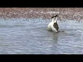 Download Lagu Hooded Grebe courtship dance, rare footage from \