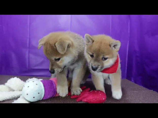 動画