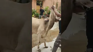 Professional Qasai Eid 2024 