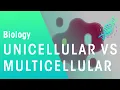 Unicellular vs Multicellular Cells Biology FuseSchool