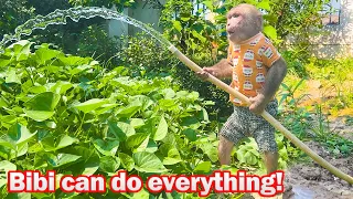 Bibi harvests squash and water the vegetable garden !