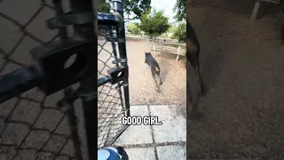 #fyp #dream #doberman #pets #youtube