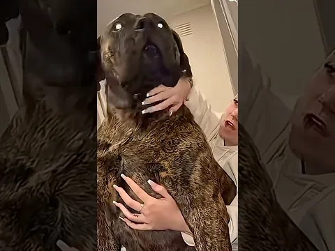 My Beautiful Brindle Boerboel