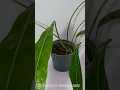 Anthurium sp Morona Large