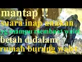 Lagu Suara inap anakan walet yg bikin walet enggan keluar dari dalam RBW
