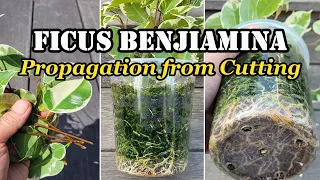 ficus benjamina propagation from cuttings how to grow weeping fig from stem cuttings