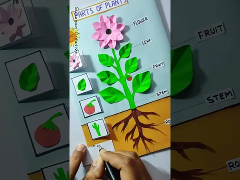 Parts of plant model | Plant model for school | Parts of Plant | #shorts #youtubeshorts #diy