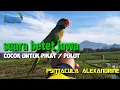 Download Lagu burung Betet Jawa gacor || psittacula alexandrine