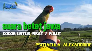 burung betet jawa gacor psittacula alexandrine