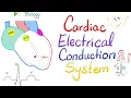 Cardiac Electrical Conduction System - SA node AV node Hiss Bundle Purkinje fibers