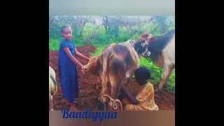 Addisuu Furgaasaa Baadiyyaa Ganda Dhalootaa Koo 