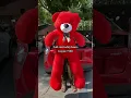 Full size teddy bears for sale Delivery all over Pakistan