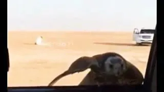 اسمع يا طويل العمر   ولا أروع من هيك   شاعر   رووعة   دندنها