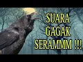 Download Lagu Suara Burung Gagak Seram Di Malam Hari !!!