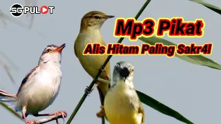 Download Burung Kerak Basi Alis Hitam Di Buat T⁴khluk Dengan Suara Pikat satu Ini MP3