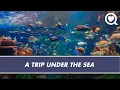 Relax with An Hour Under the Sea Relaxation Sharecare