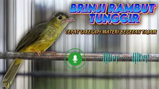 masteran brinji rambut tunggir gacor besetan kasar tajam pancingan brinji rambut tunggir