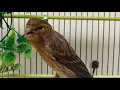 Gelatik Batu Harus Di Masteri Suara Burung Ini Supaya Bisa Ngerol Panjang