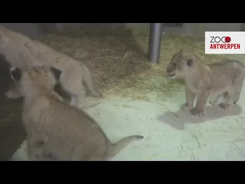 YouTube video player - YouTube thumbnail