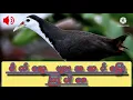 Download Lagu ရေကြက် အသံပါ မိတ်ဆွေး များအဆင်ပြေကြပါစေ