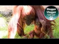Download Lagu Supermum Jazz and Her Energetic Baby Duo