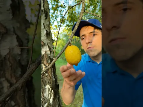 ✅ Survival skills: made a mosquito repellent for survival 🌳🦟 #camping #bushcraft #survival