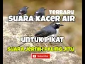Download Lagu suara pikat kacer air / menintin  besar paling joss